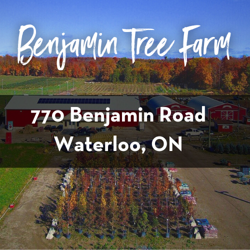 Benjamin Tree Farm Camps