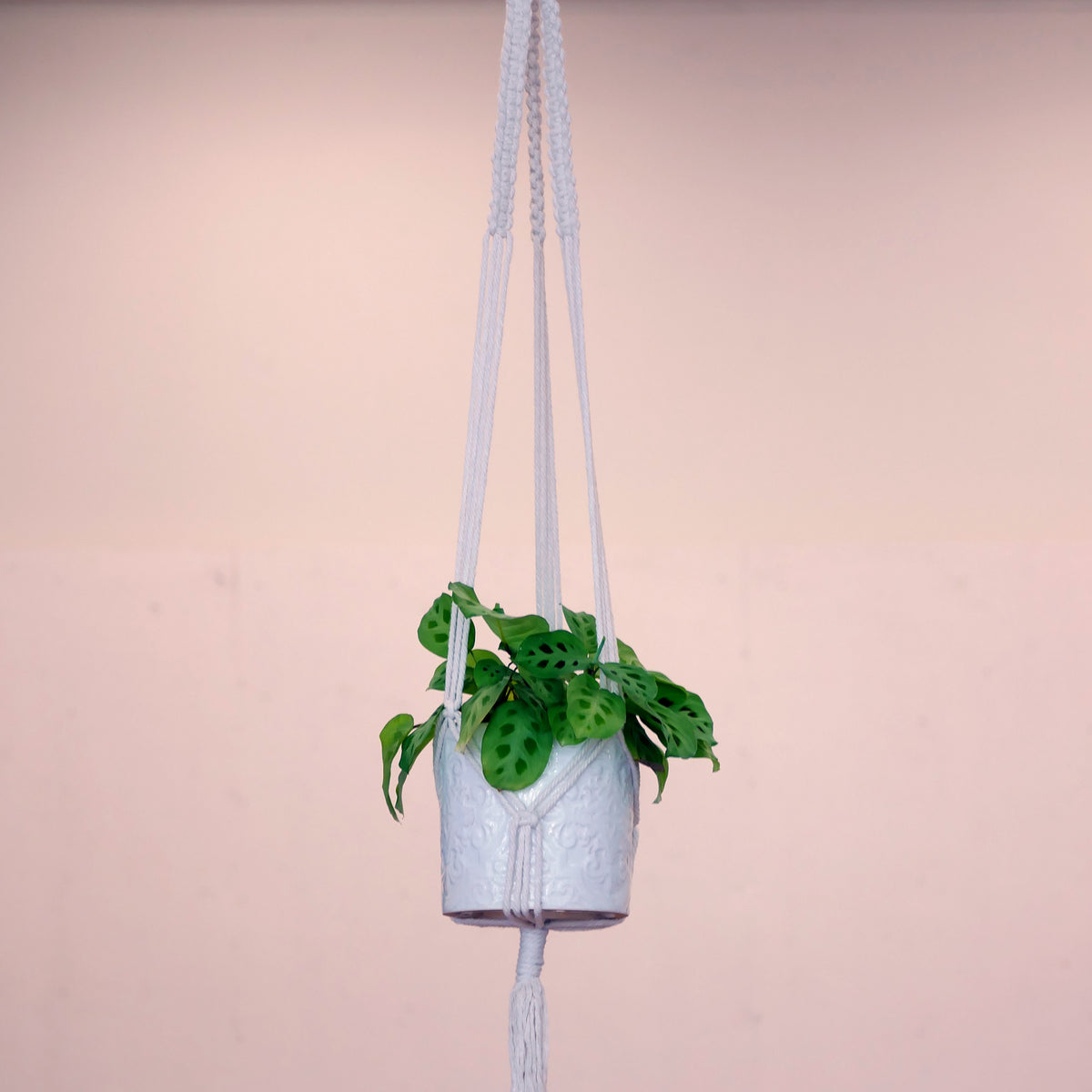 Macrame Art Kit + Video Tutorial | Twist and Tie Rope to Create Fun Functional Art (Premium Box)